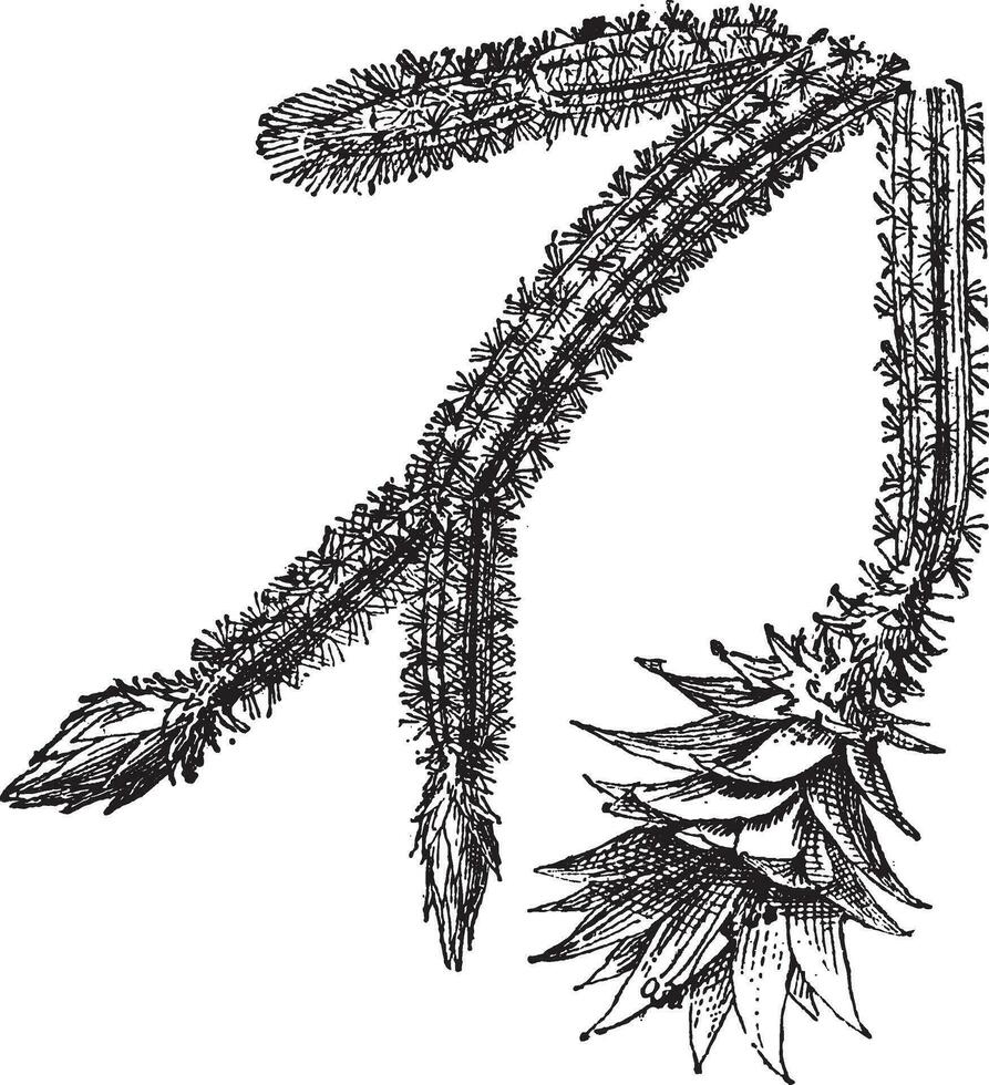 Night-blooming Cereus or Acanthocereus tetragonus, vintage engraving vector