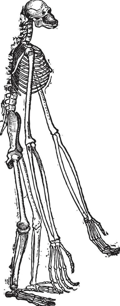 Skeleton of Gibbon vintage engraving vector