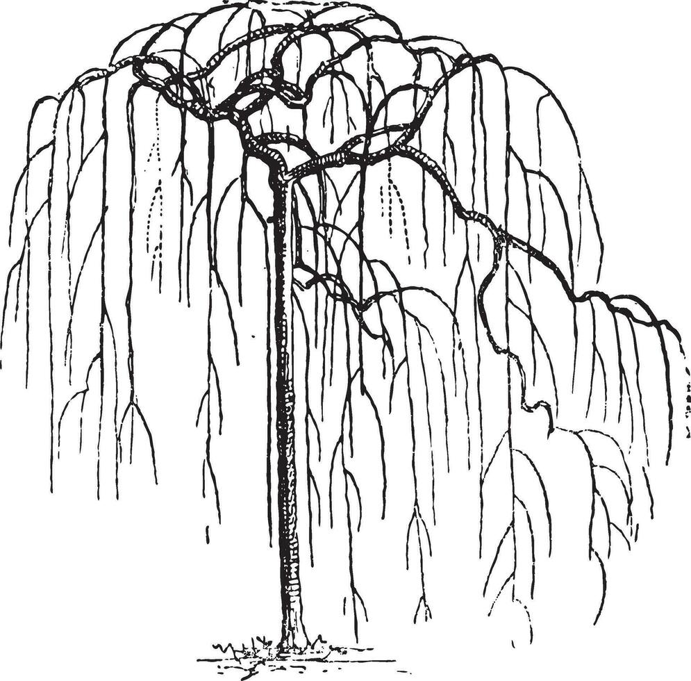 Sophora Japonica or Japanese pagodatree Styphnolobium japonicum, vintage engraving. vector