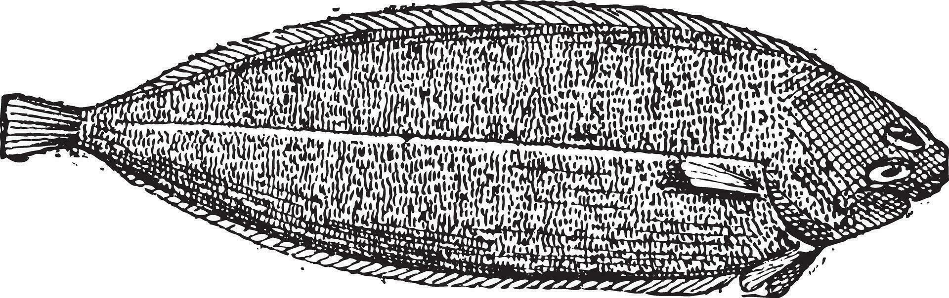 Common sole or Solea solea vintage engraving vector