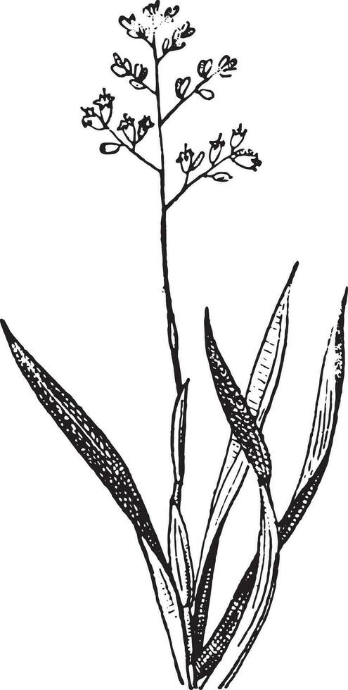 Phormium, vintage engraving. vector