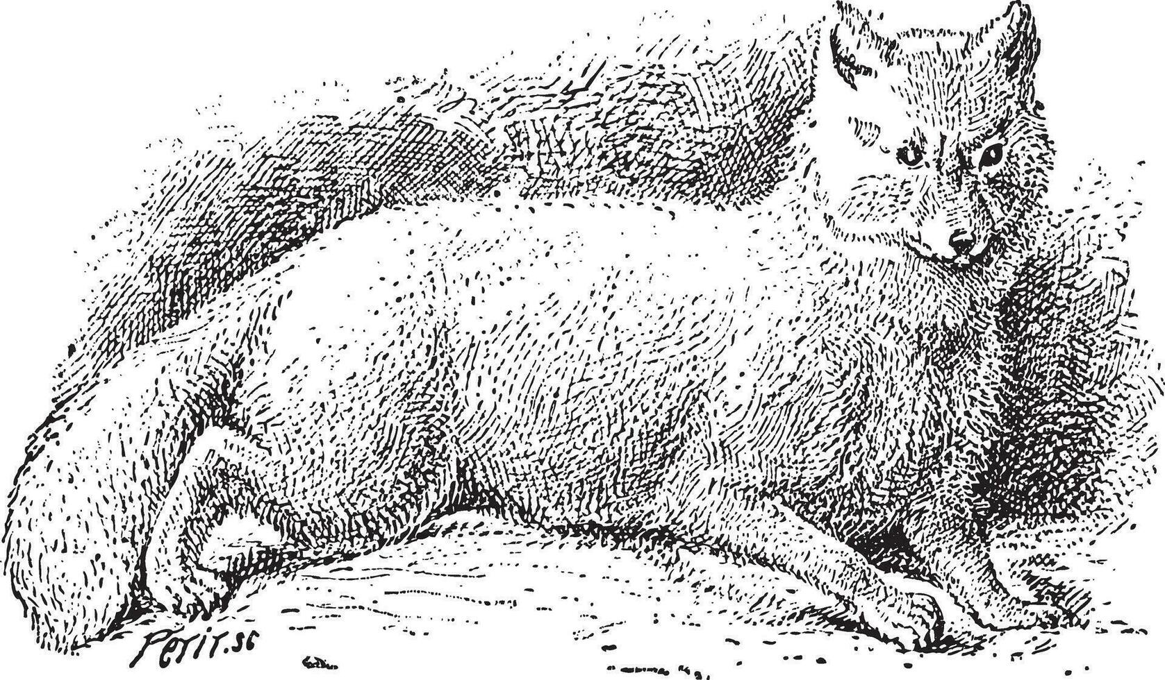 Arctic fox Vulpes lagopus or white fox, vintage engraving. vector