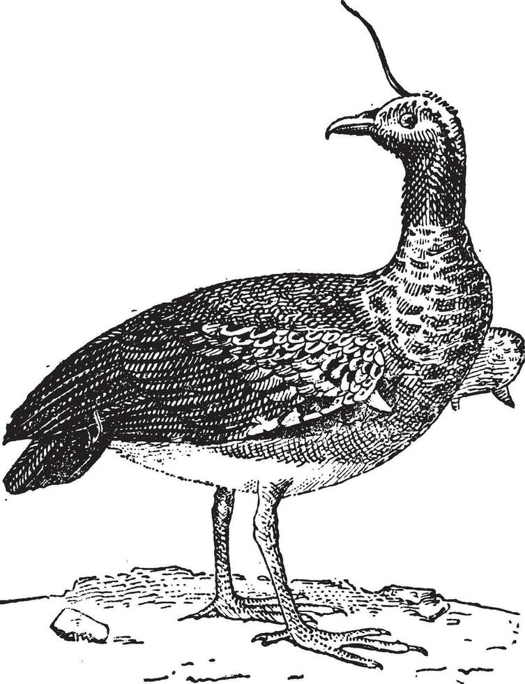 Kamichi or Horned Screamer Anhima cornuta, vintage engraving. vector