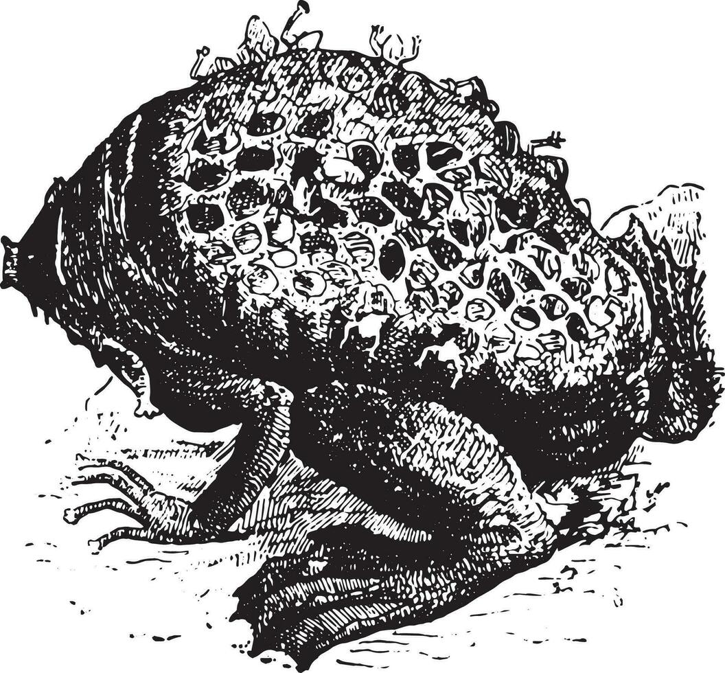 Pipa Pipa or Surinam Toad, vintage engraving. vector