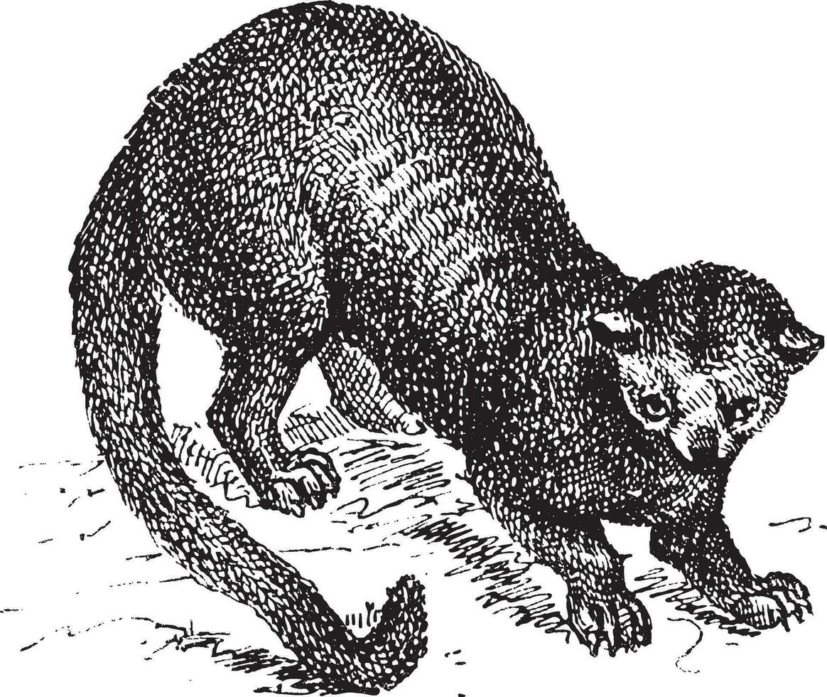 Kinkajou Potos flavus or honey bear, vintage engraving. vector