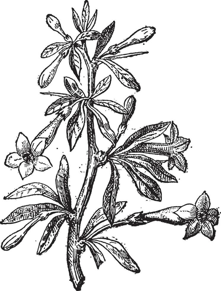 Wolfberry lycium europaeum o goji baya flor y planta, Clásico grabado. vector