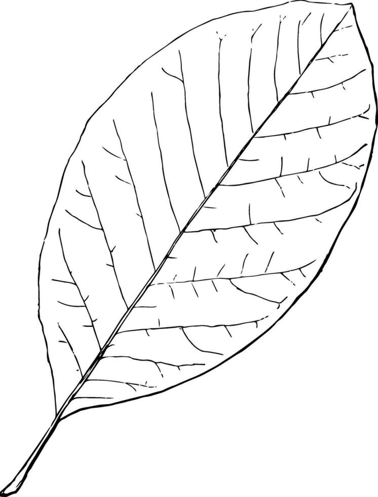 Genus Magnolia, L. Magnolia vintage illustration. vector