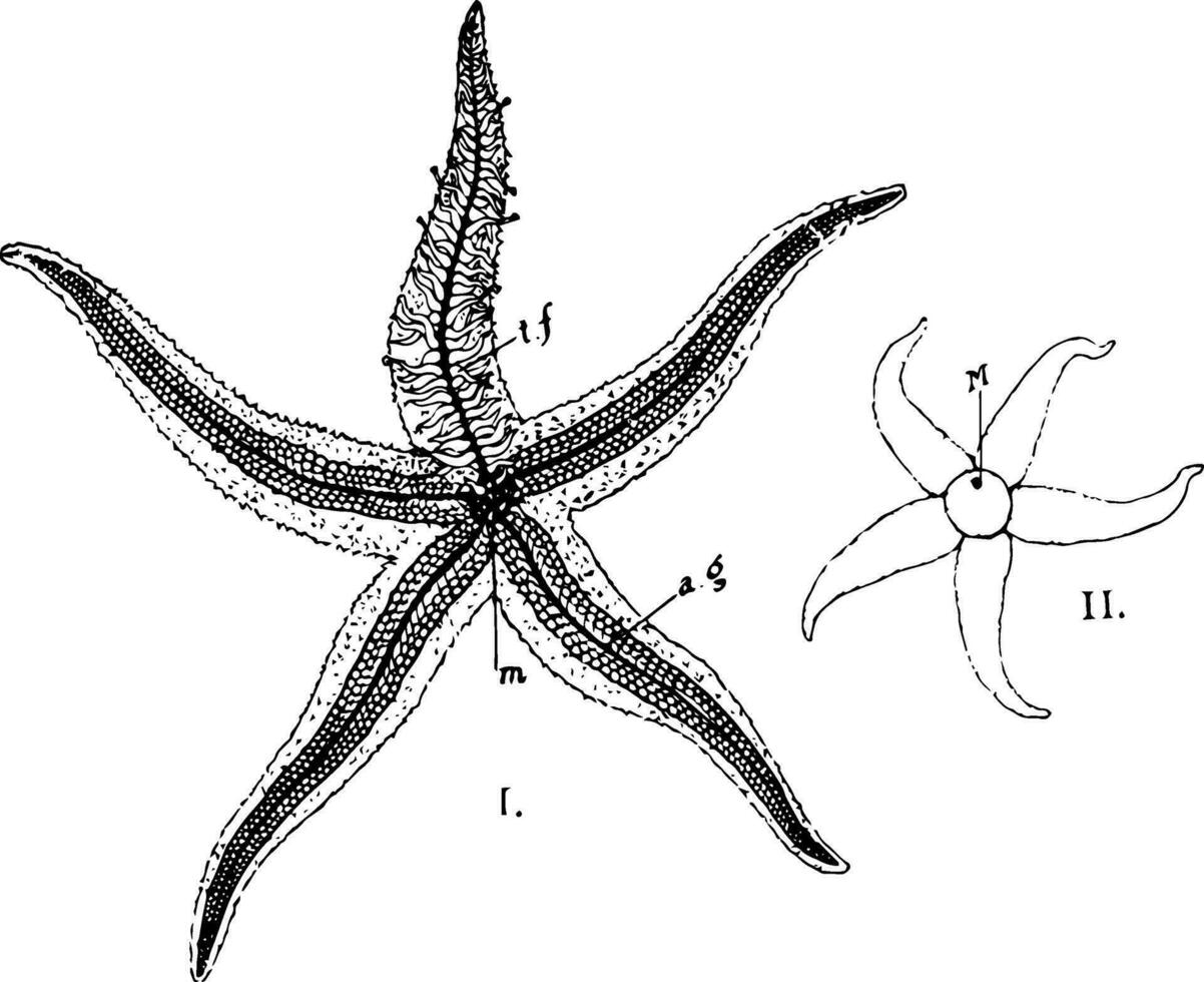 Starfish, vintage illustration vector