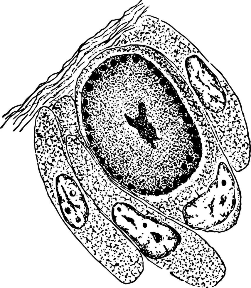 Reproduction of an Individual Euplotes Harpa, vintage illustration vector