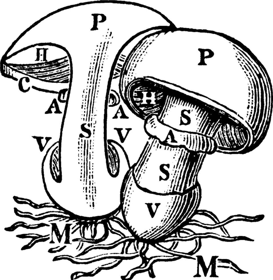 Meadow Mushroom vintage illustration. vector