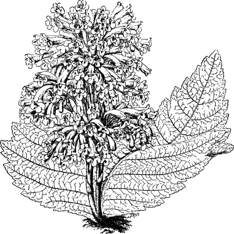 Streptocarpus Dunnii vintage illustration. vector