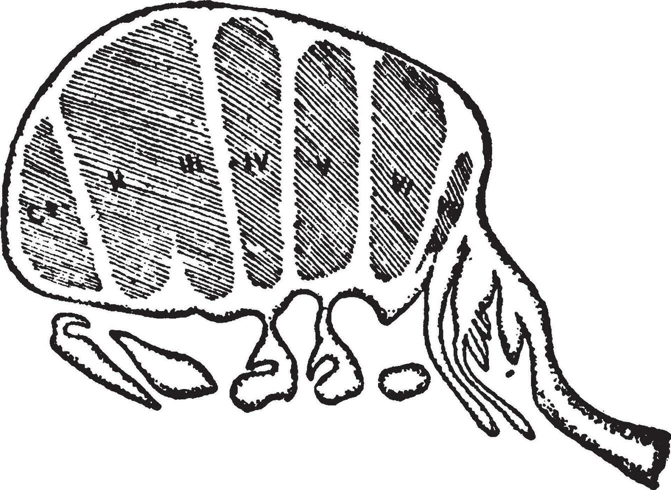 limulus longispina, Clásico ilustración. vector