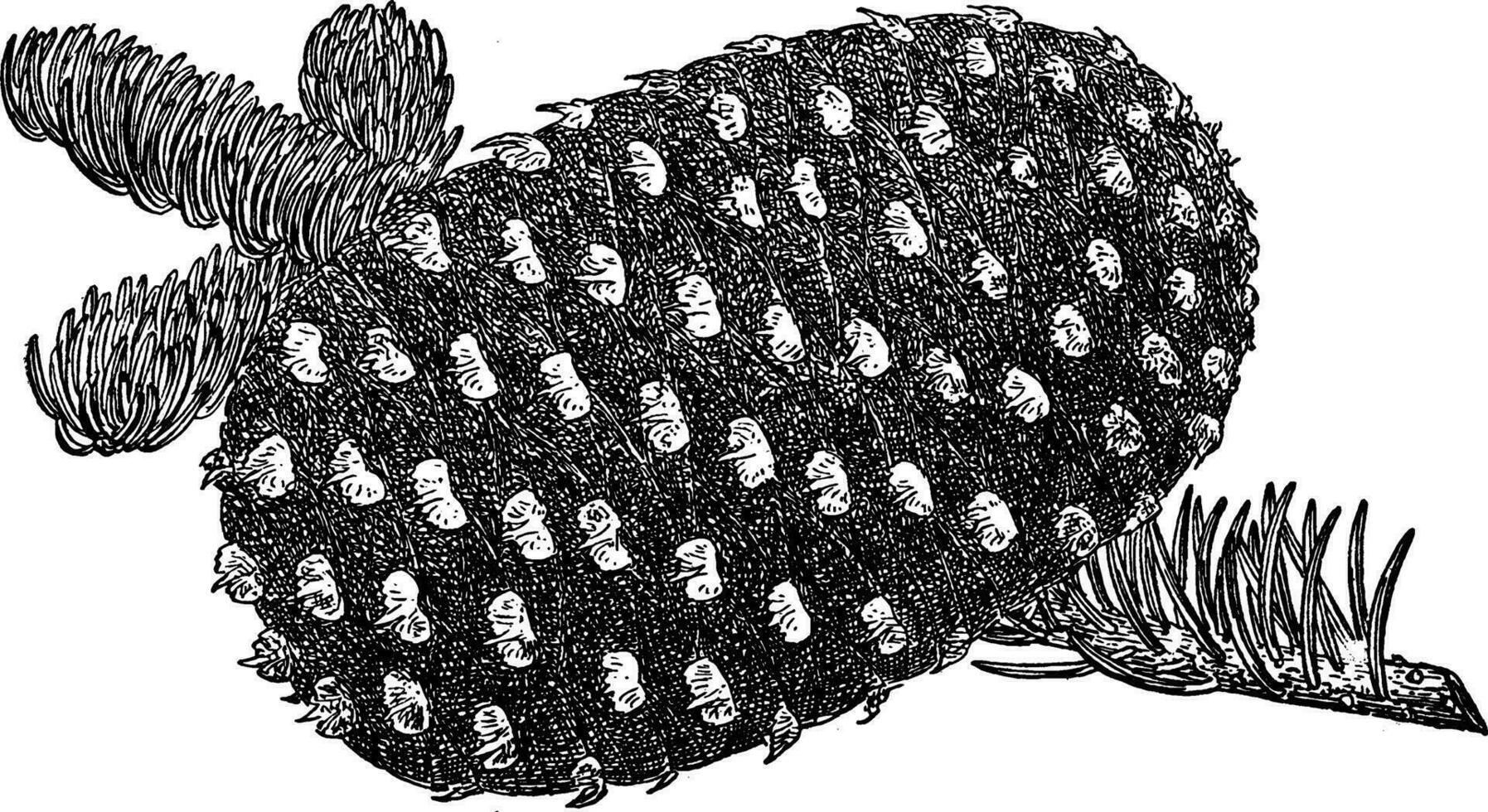 Pine Cone of Shasta Red Fir vintage illustration. vector
