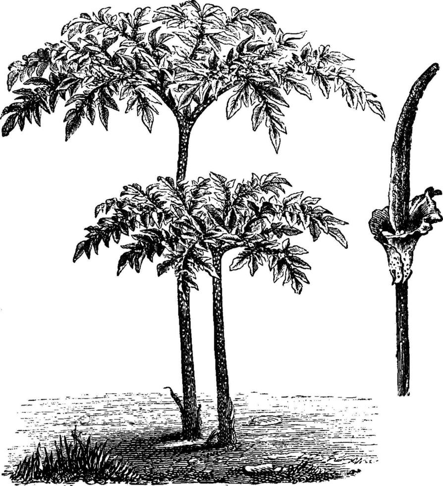 Foliage and Inflorescence of Amorphophallus Rivieri vintage illustration. vector