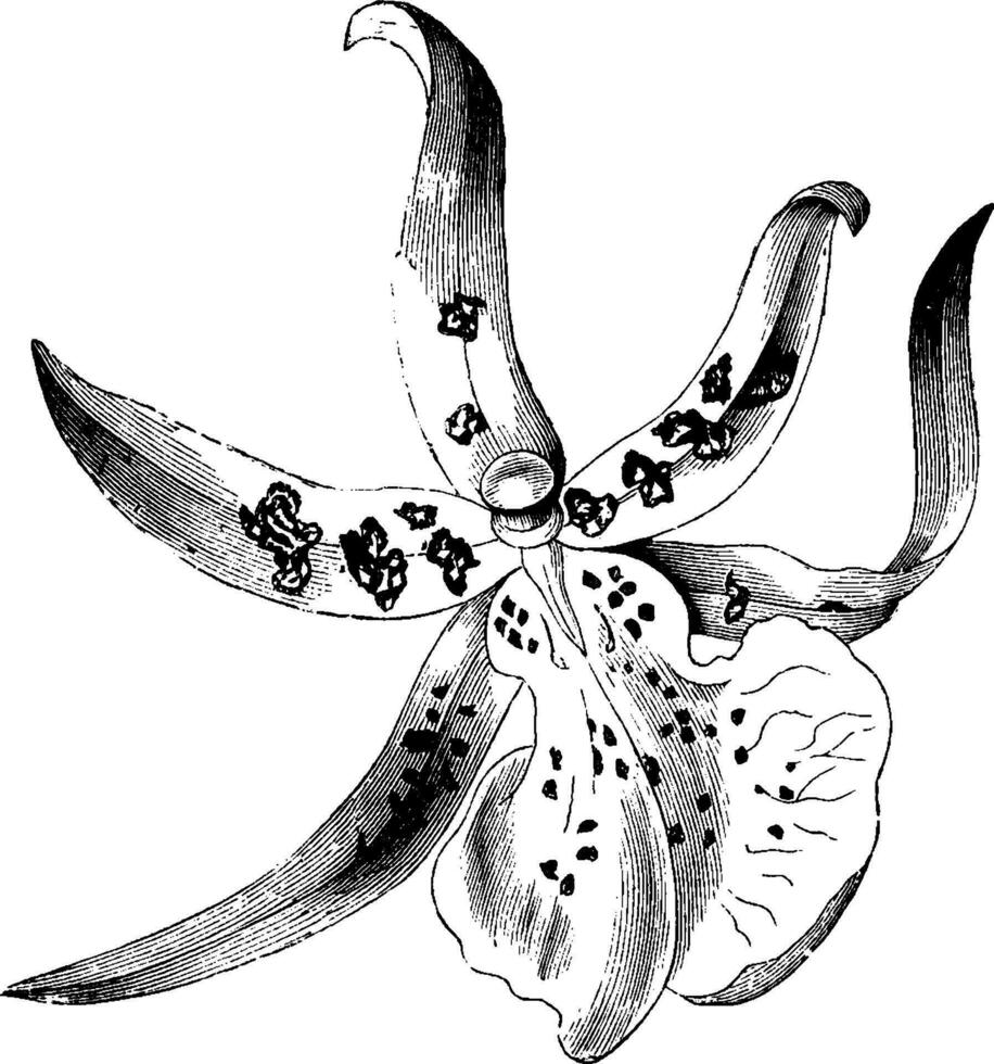 Brassia, Maculata, flower, Orchid, tropical vintage illustration. vector