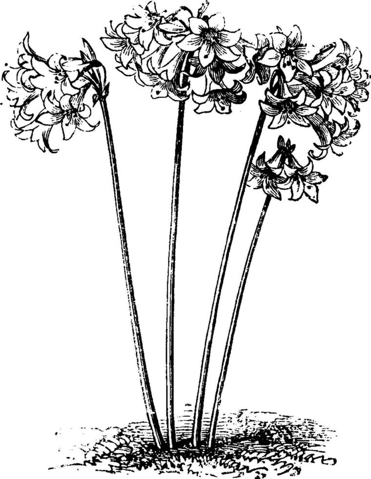 Amaryllis Belladona Habit at Flowering Season vintage illustration. vector