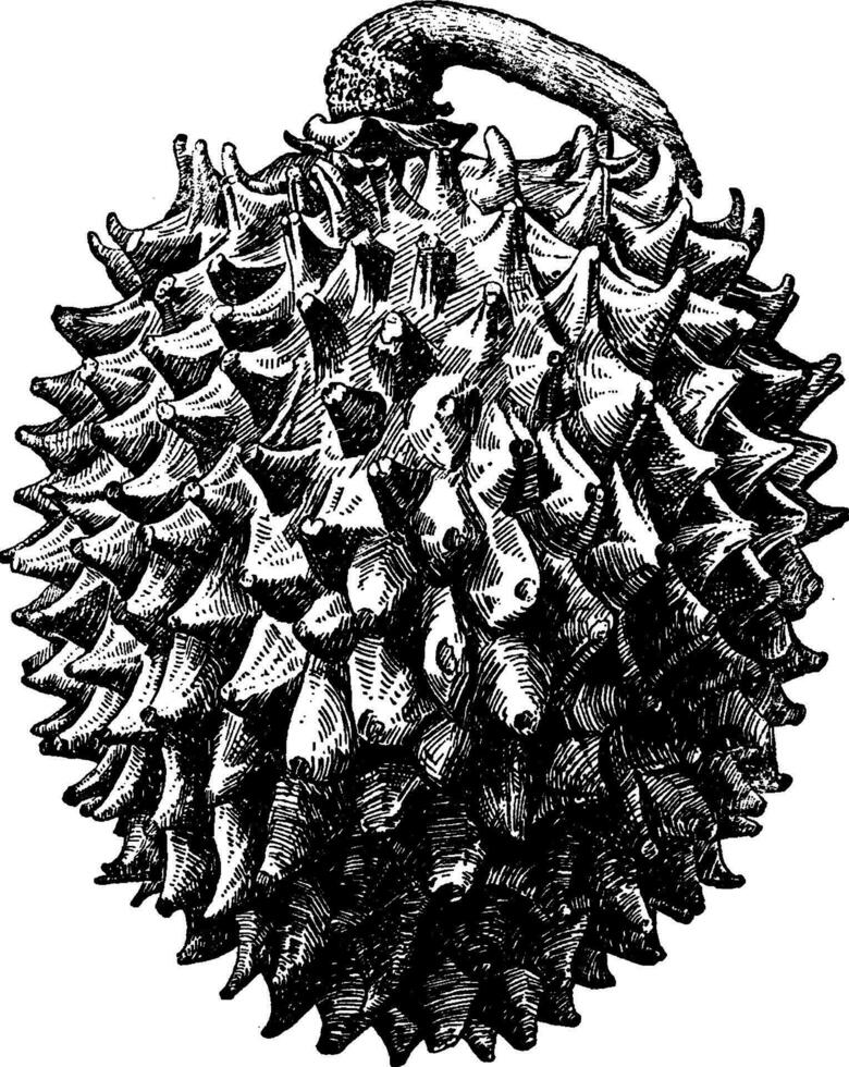 Annona Purpurea vintage illustration. vector