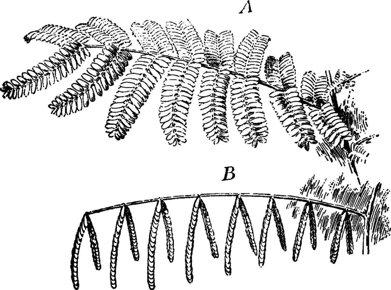Acacia Leaf vintage illustration. vector