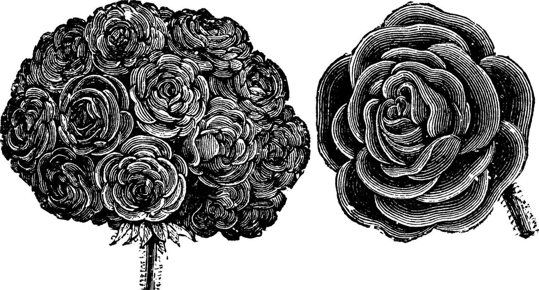 Truss and Single Flower of Double Zonal Pelargonium vintage illustration. vector