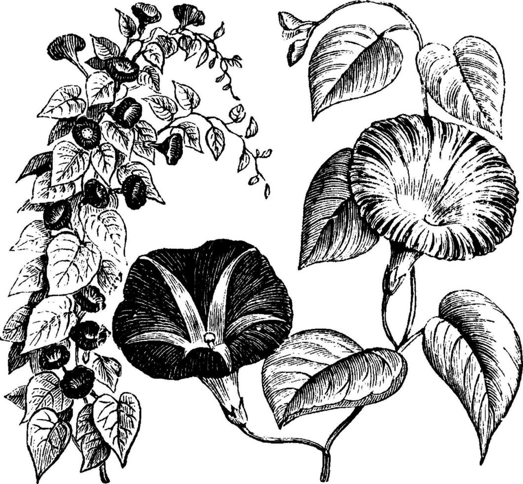 Habit and Detached Flower Shoot of Ipomoea Purpurea vintage illustration. vector