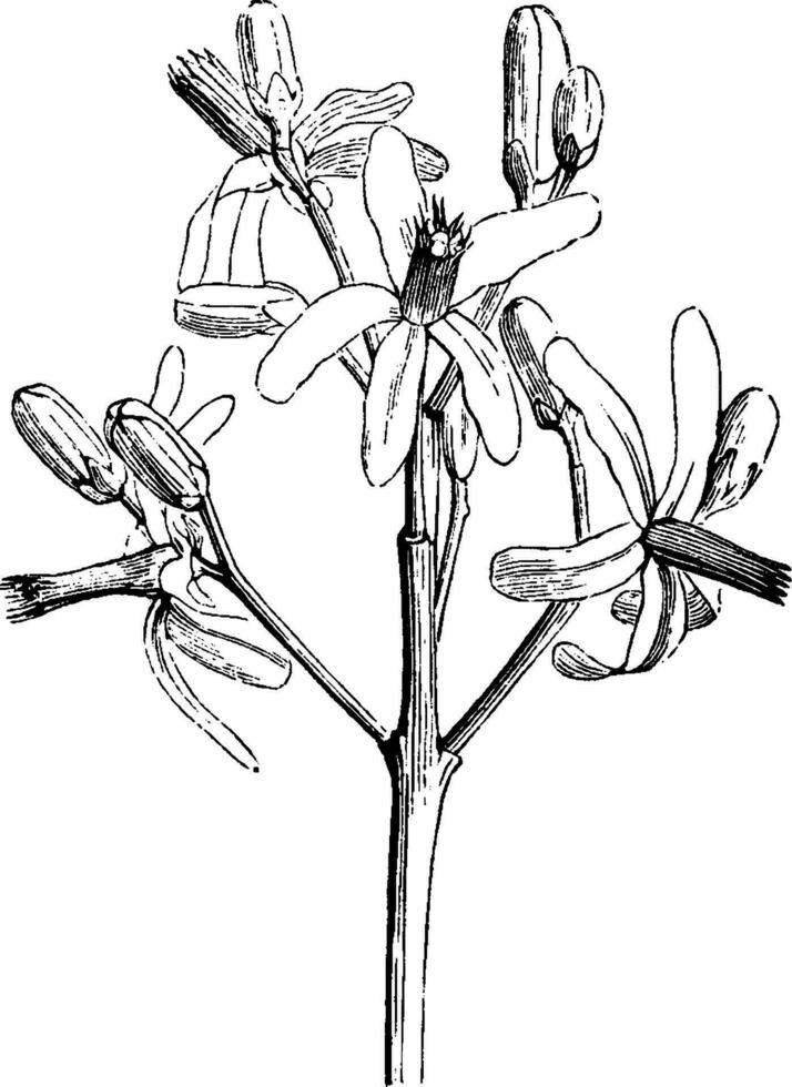 Portion of Inflorescence of Melia Azedarach vintage illustration. vector