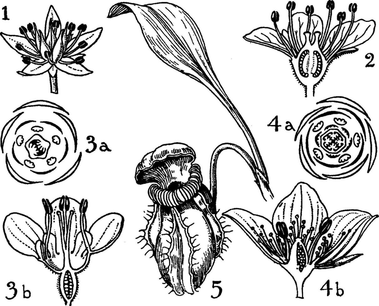 Orders of Crassulaceae, Saxifragaceae, and Cephalotaceae vintage illustration. vector