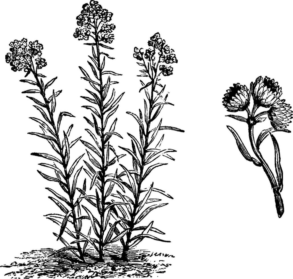 Habit and Inflorescence of Antennaria Margaritacea vintage illustration. vector