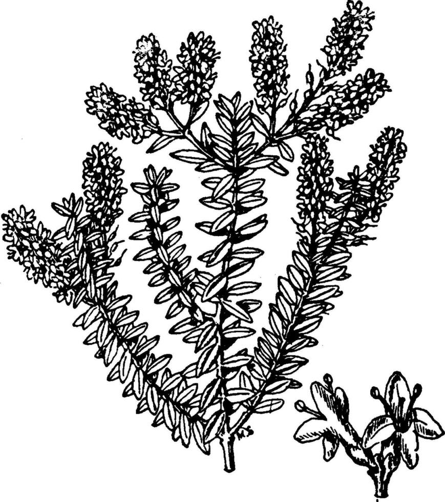 Picture, represent, Plantaginaceaea, family, plant, Veronica, Traversii, Ornamental, plants, New, Zealand vintage illustration. vector