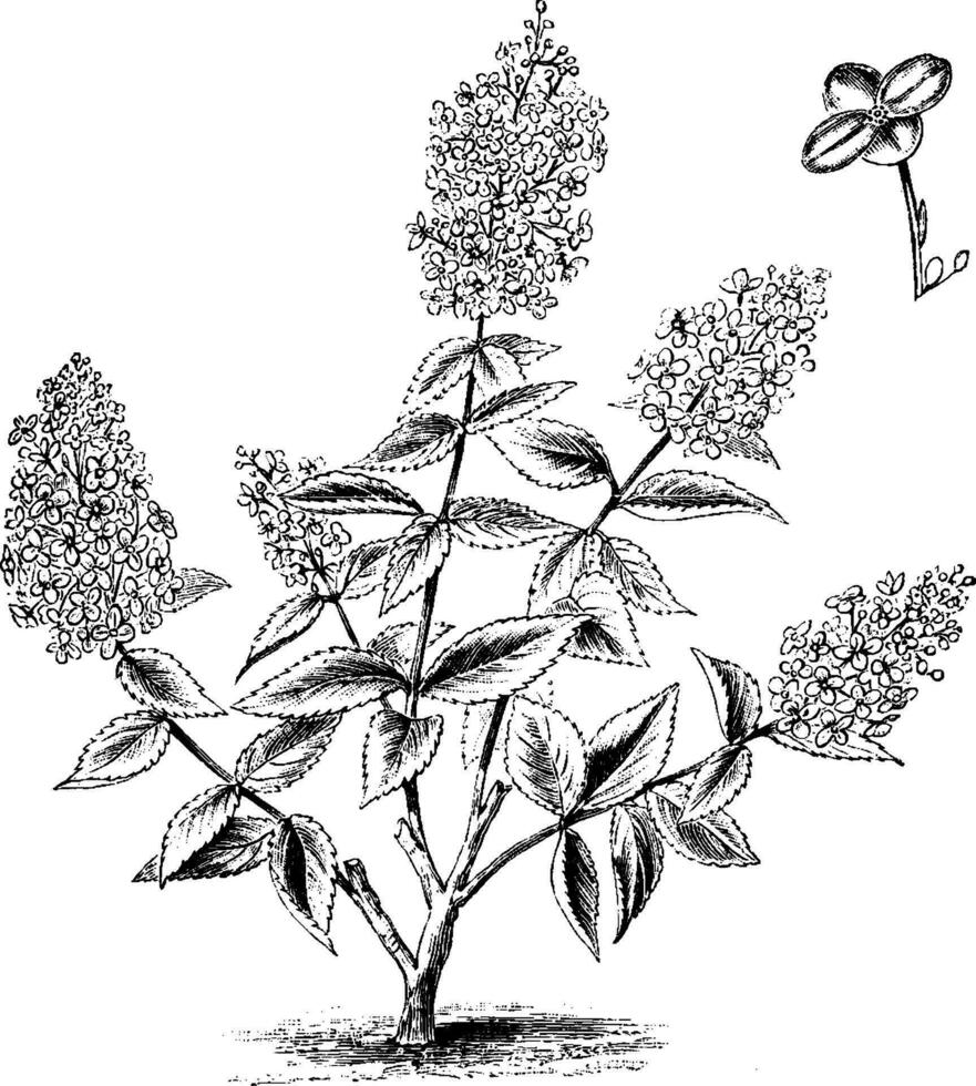 Habit and Detached Single Flower of Hydrangea Paniculata Grandiflora vintage illustration. vector