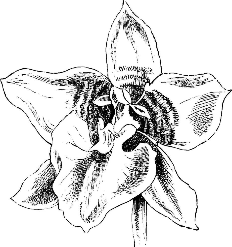 Flower of Odontoglossum Cerbantesii vintage illustration. vector