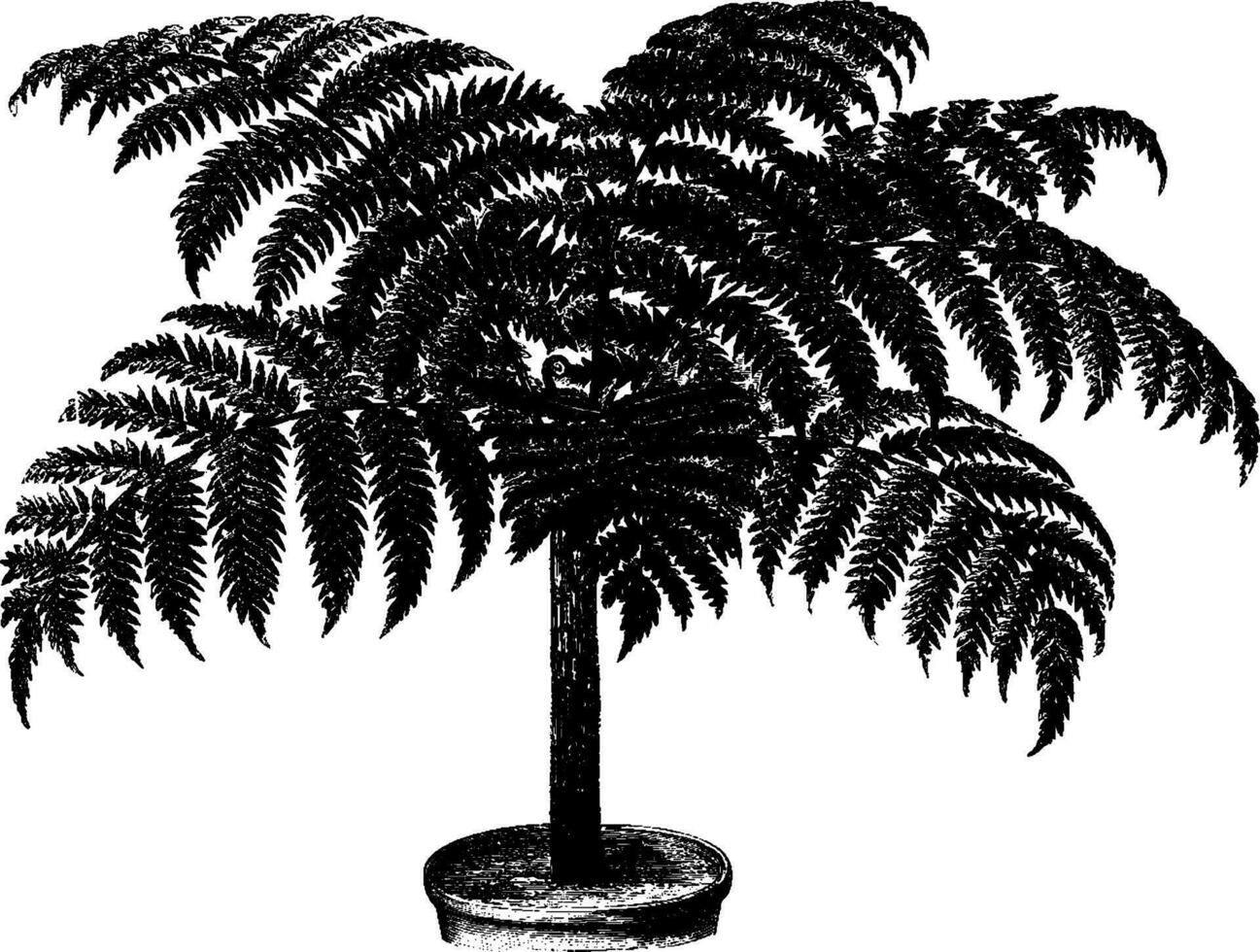 Alsophila Rebeccae Fern vintage illustration. vector