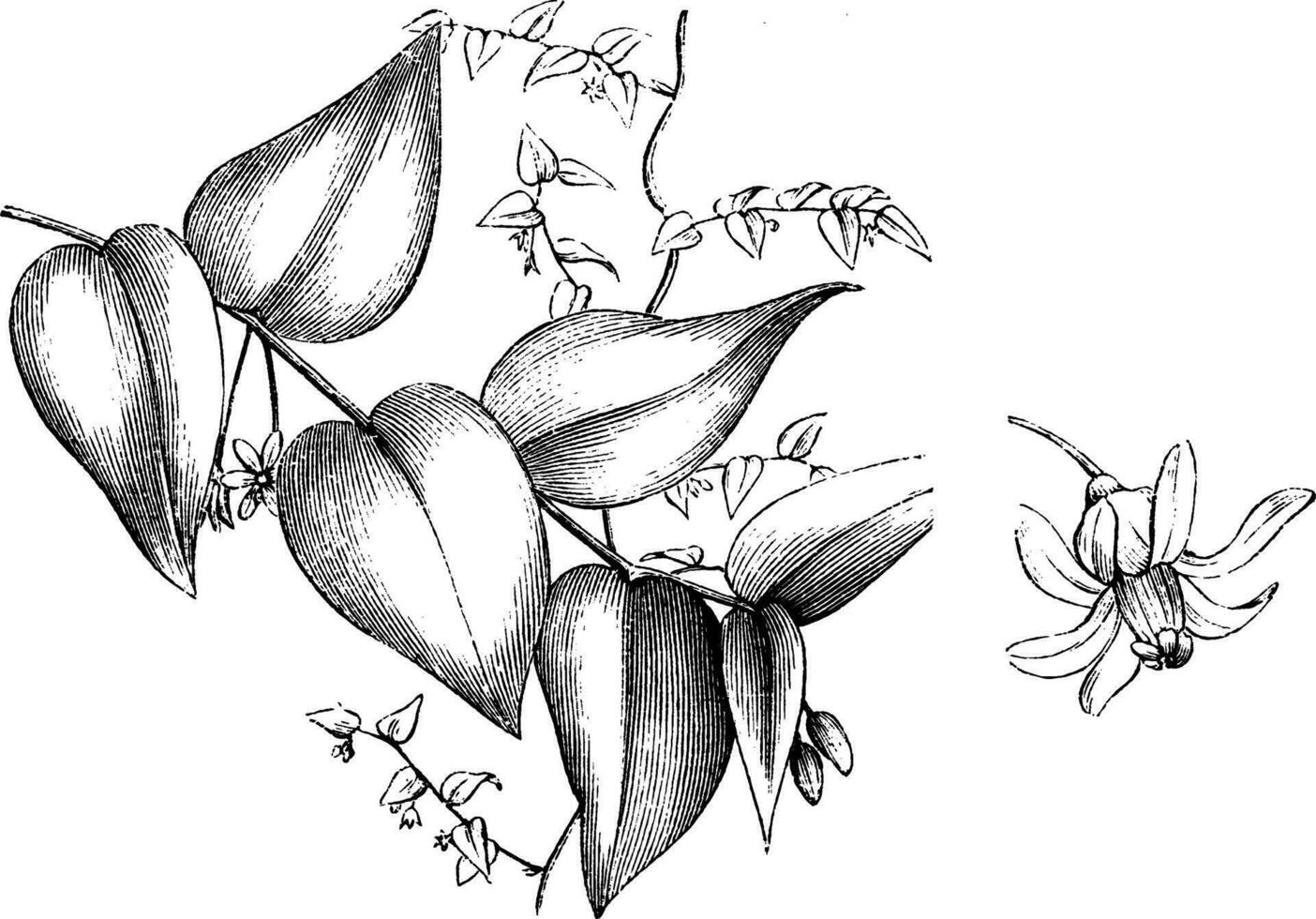 Myrsiphyllum Asparagoides vintage illustration. vector