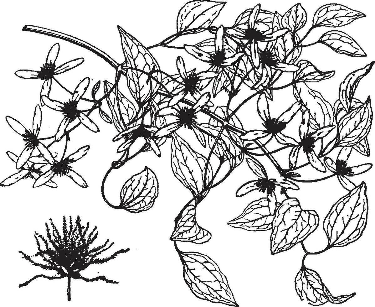 Clematis Paniculata vintage illustration. vector
