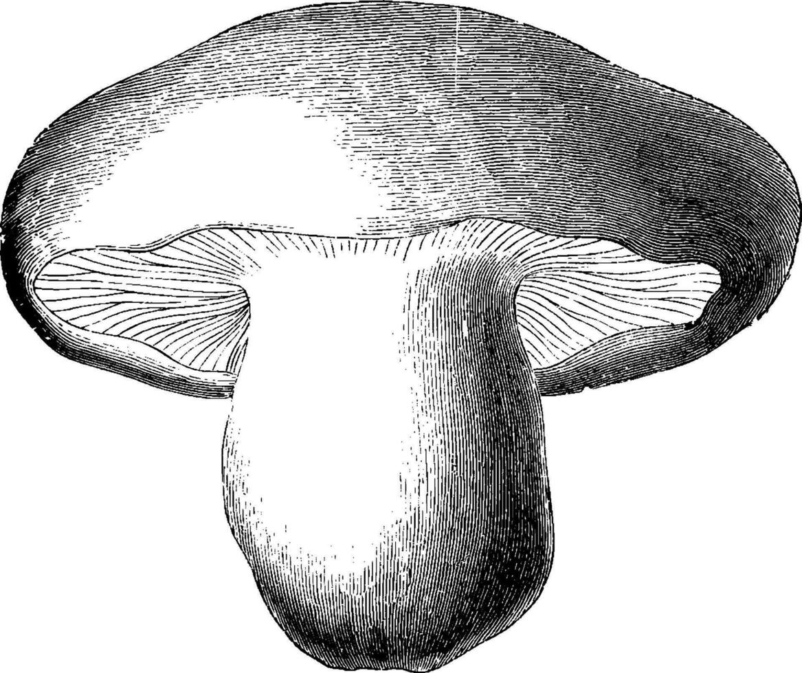 St. George's Mushroom vintage illustration. vector