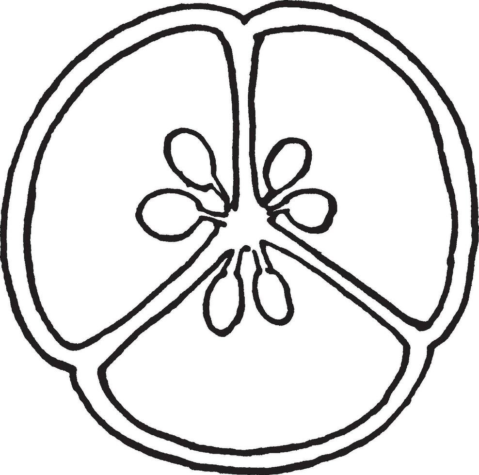 Cross-Section of Flower Ovary vintage illustration. vector