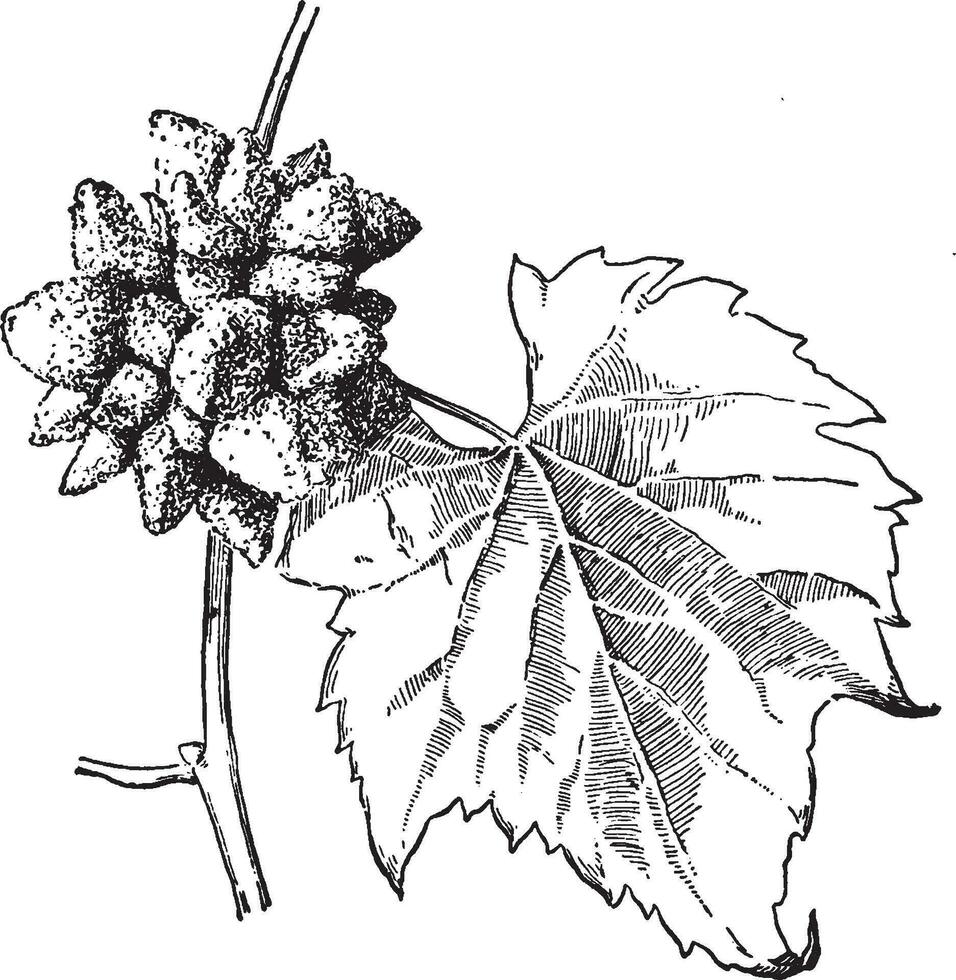 Gall vintage illustration. vector