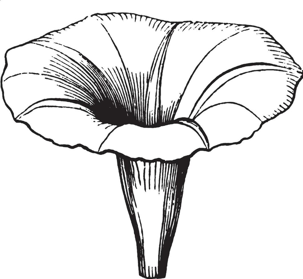 Flower vintage illustration. vector