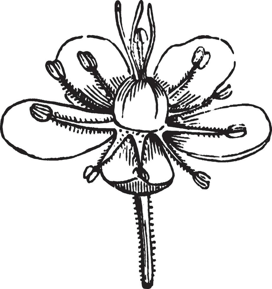 Flower, sandwort, Arenaria, Montana, Caryophyllaceae, evergreen, perennial, plant vintage illustration. vector