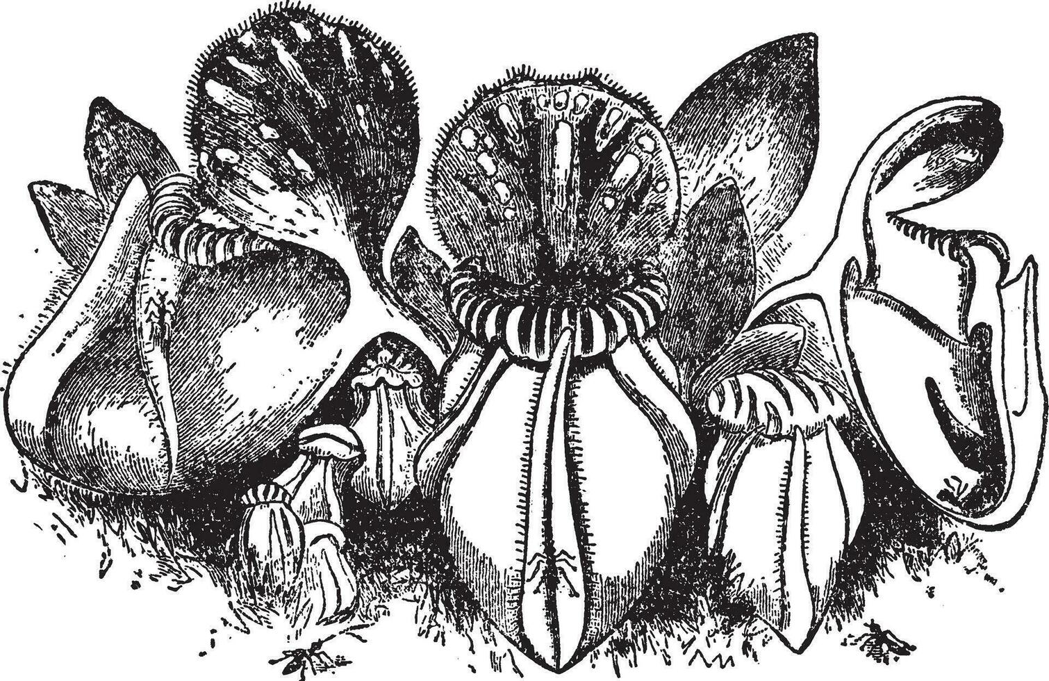 Cephalotus vintage illustration. vector