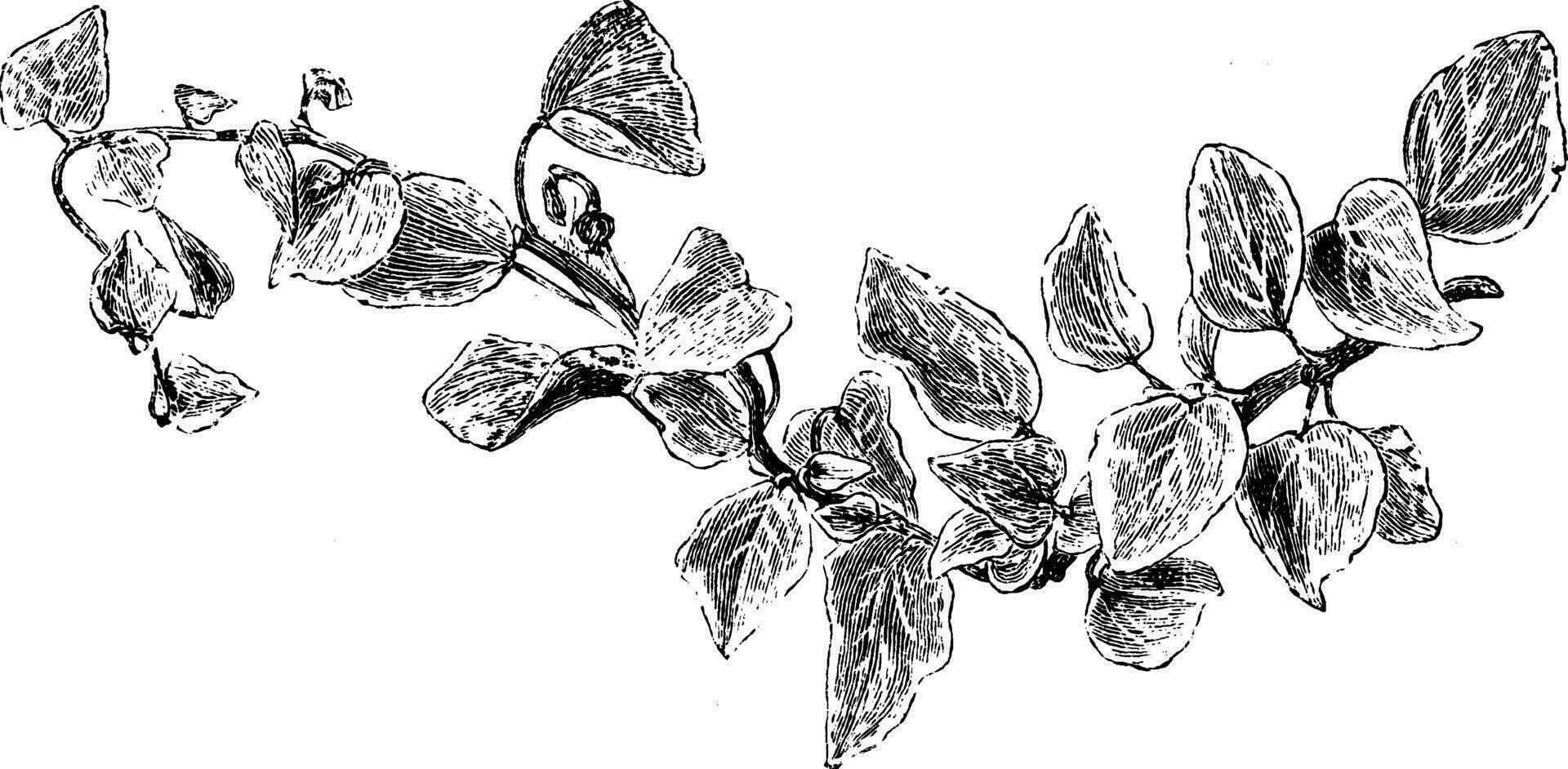 Hedera Helix Algeriensis Variegata vintage illustration. vector