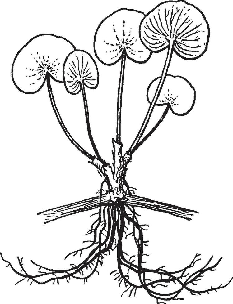 Heteranthera vintage illustration. vector