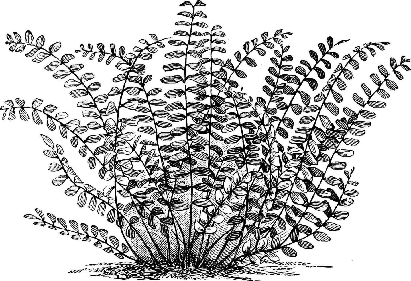 Asplenium Trichomanes vintage illustration. vector