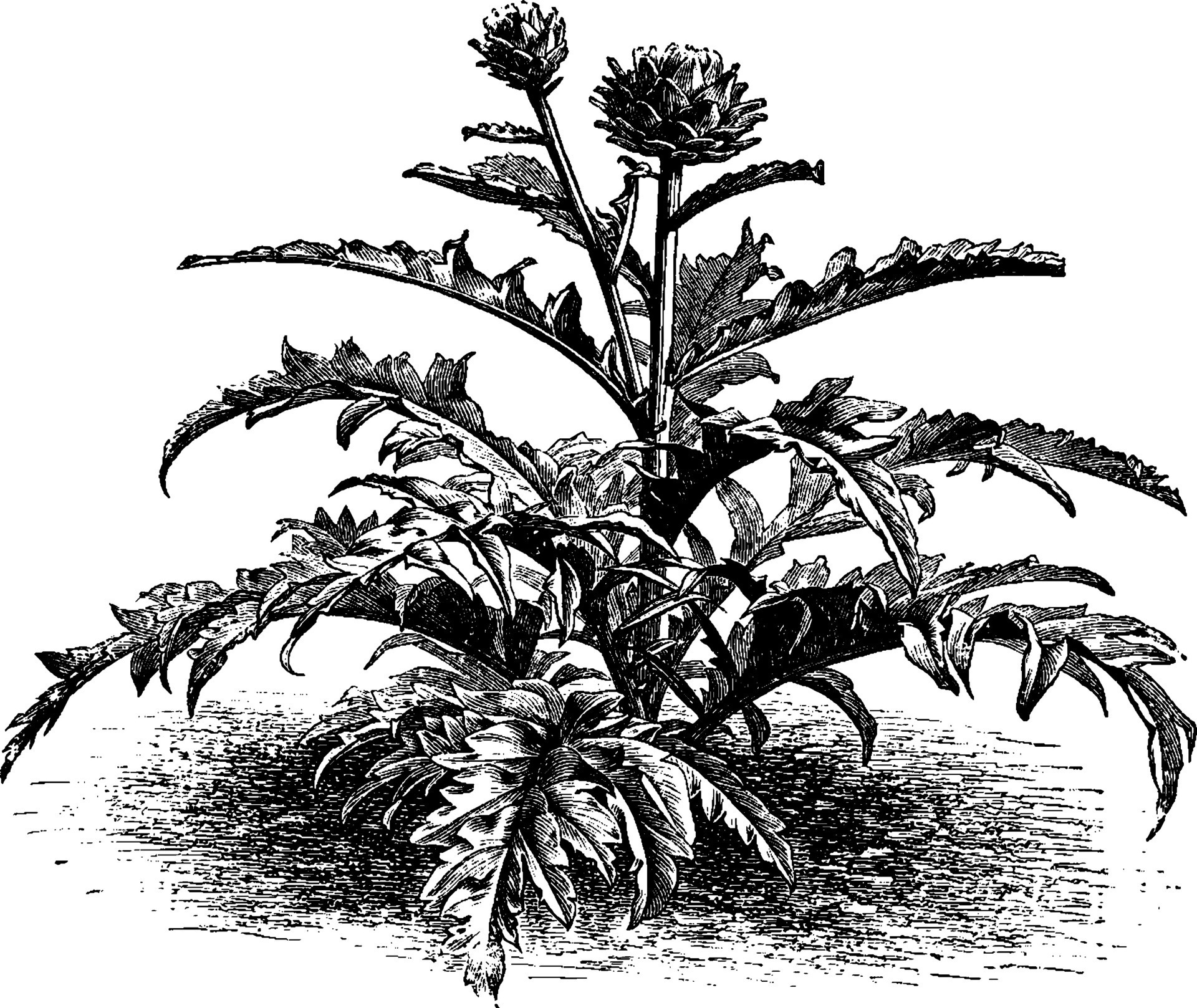 Globe Artichoke vintage illustration. 35069684 Vector Art at Vecteezy