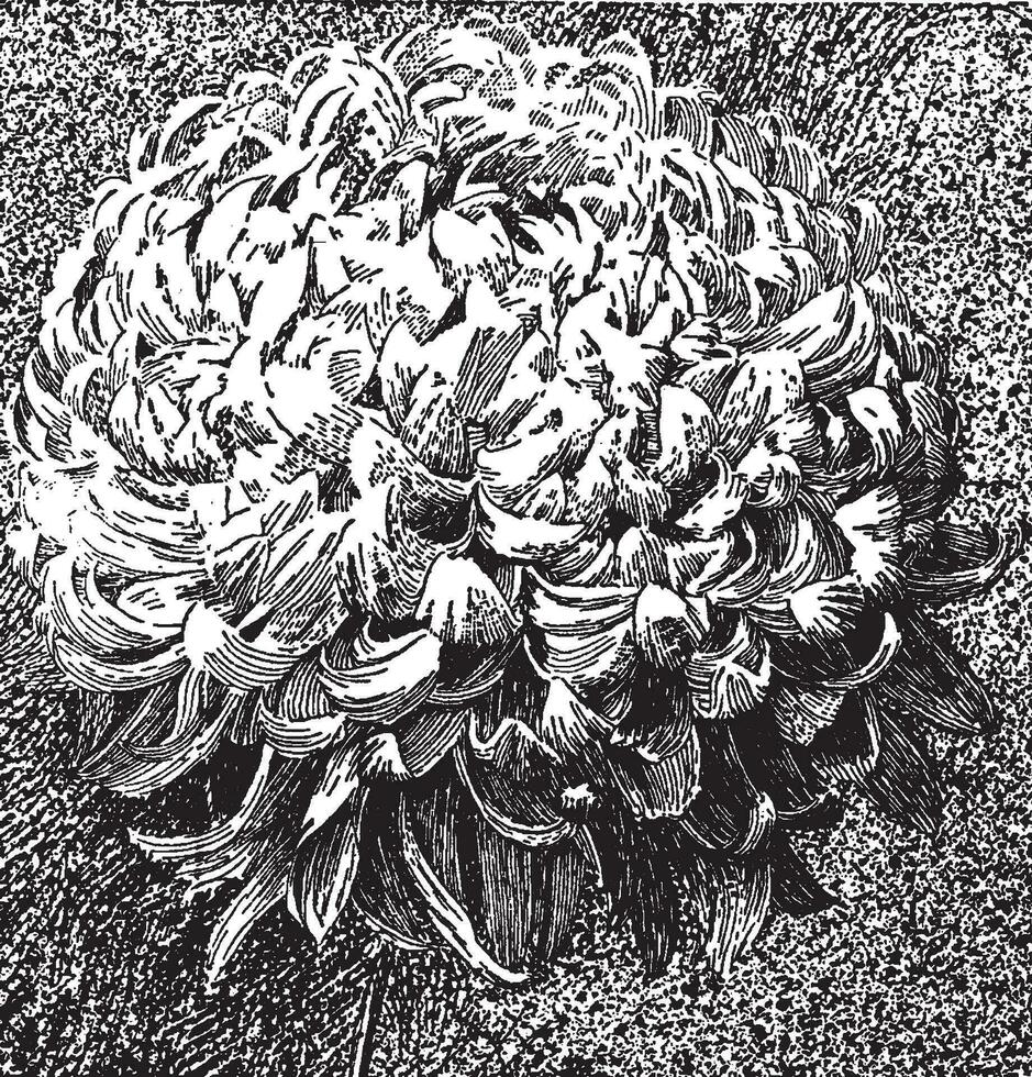 japonés incurvado crisantemo Clásico ilustración. vector