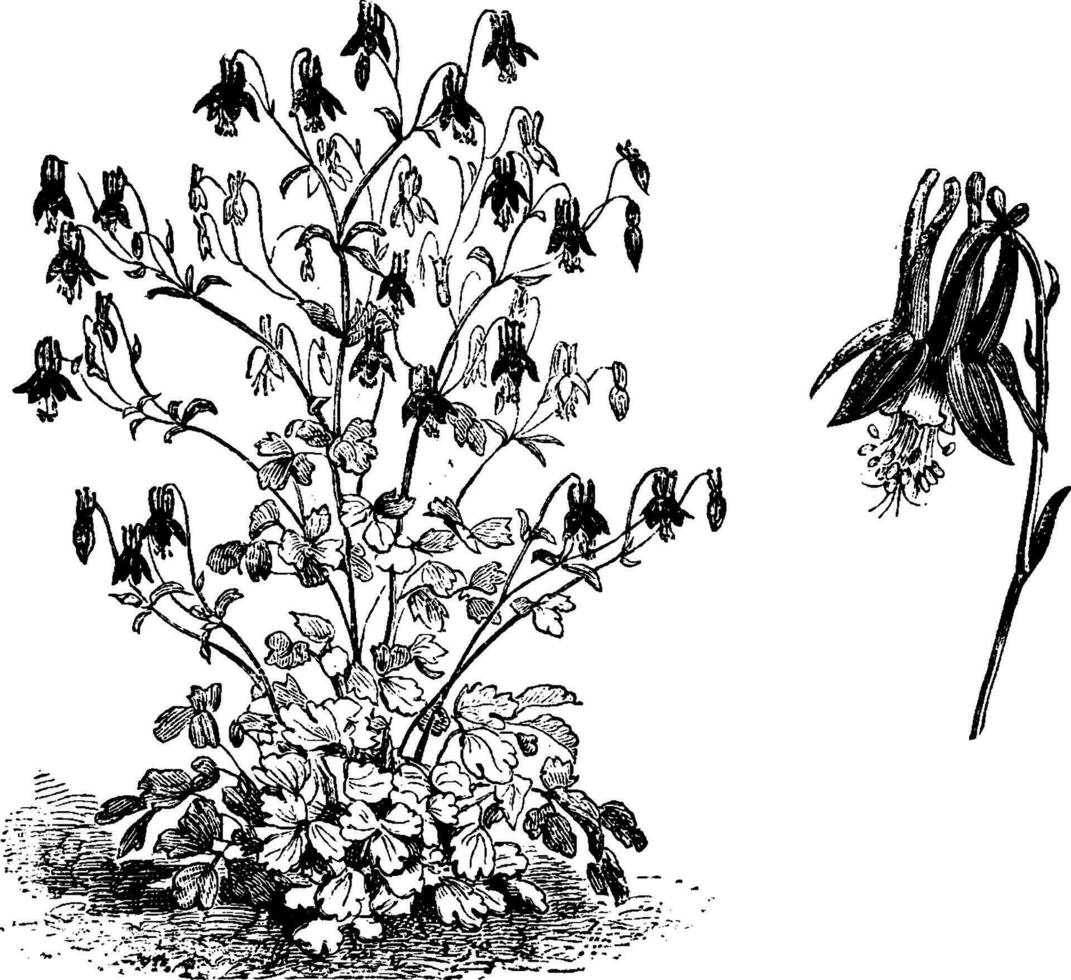 Aquilegia Canadensis Habit and Flower vintage illustration. vector