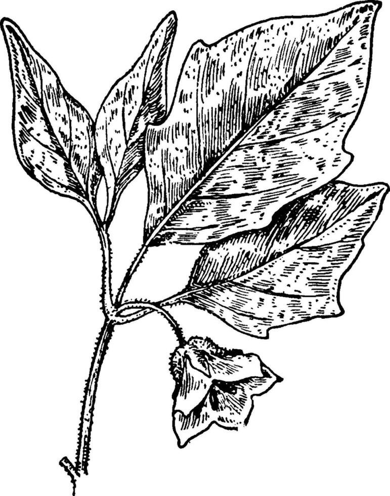 Virginia Ground Cherry vintage illustration. vector