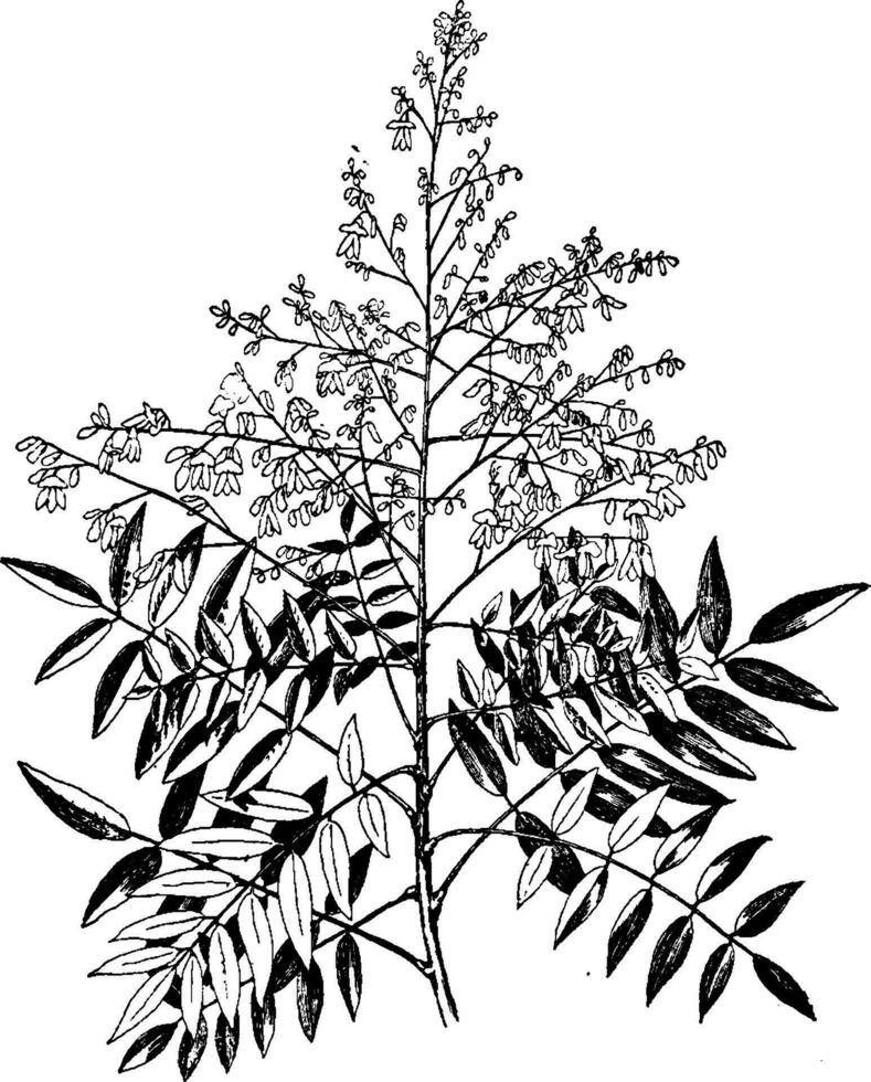 Sophora Japonica vintage illustration. vector