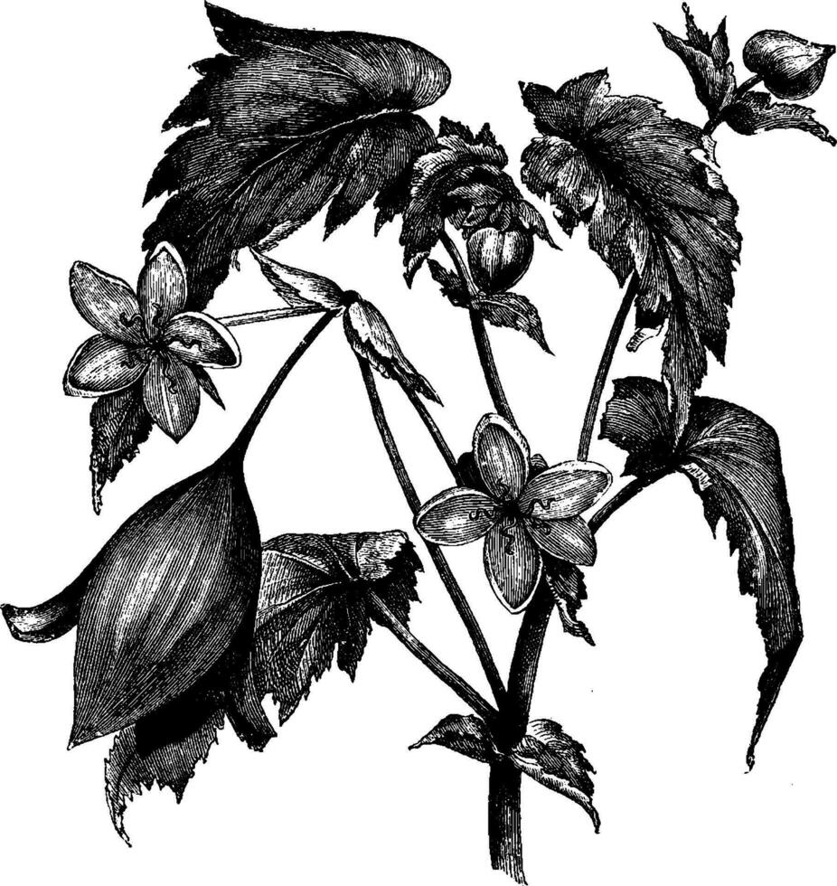 Flowering Branch of Begonia Admiration vintage illustration. vector