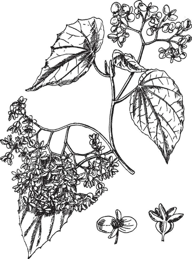 Begonia Nitida vintage illustration. vector
