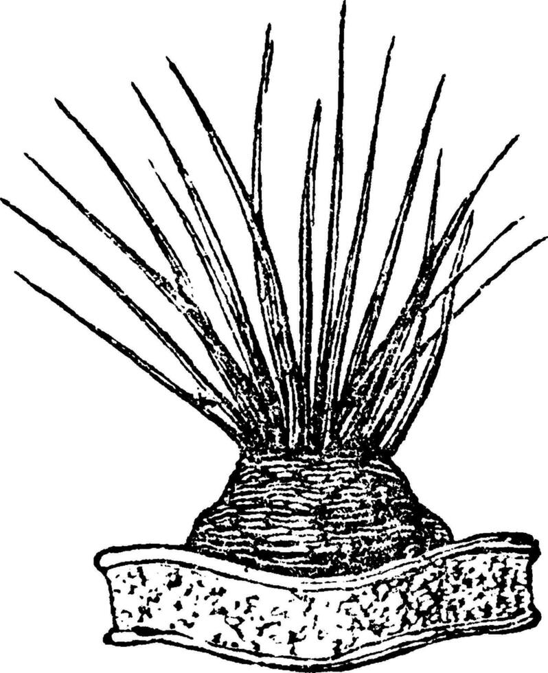 Fungal Disease vintage illustration. vector